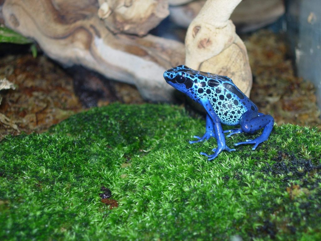 Dart Frog Products