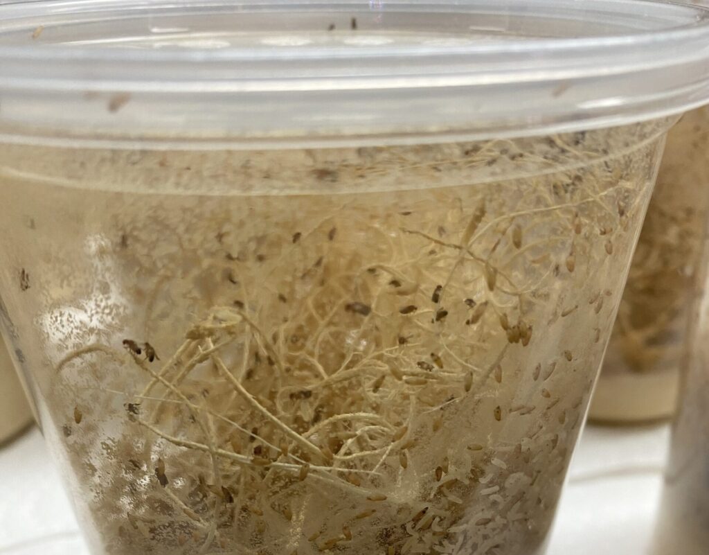 Fruit Flies