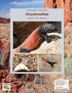 Chuckwallas: Lifestyle - Care - Breeding