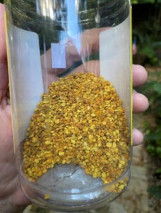 Bee Pollen -12 oz Bottle