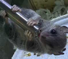 The Dormouse Company
